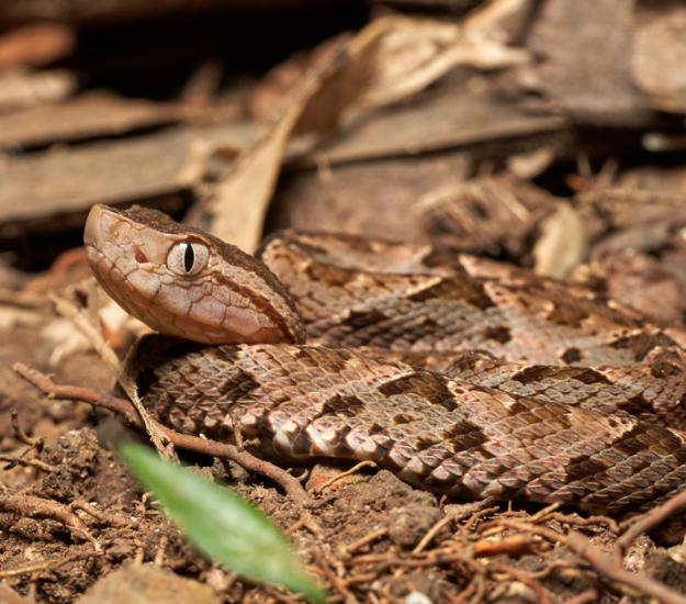 Terciopelo (Bothrops asper)