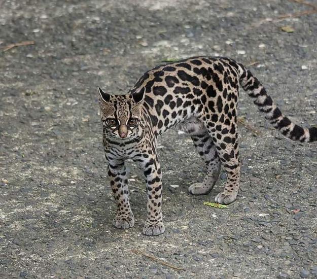 Tigrillo (Leopardus wiedii)