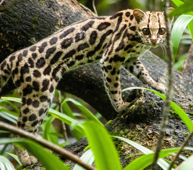 Tigrillo (Leopardus wiedii)