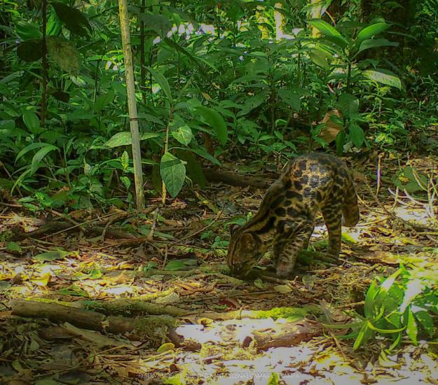 Leopardus tigrinus ssp. oncilla