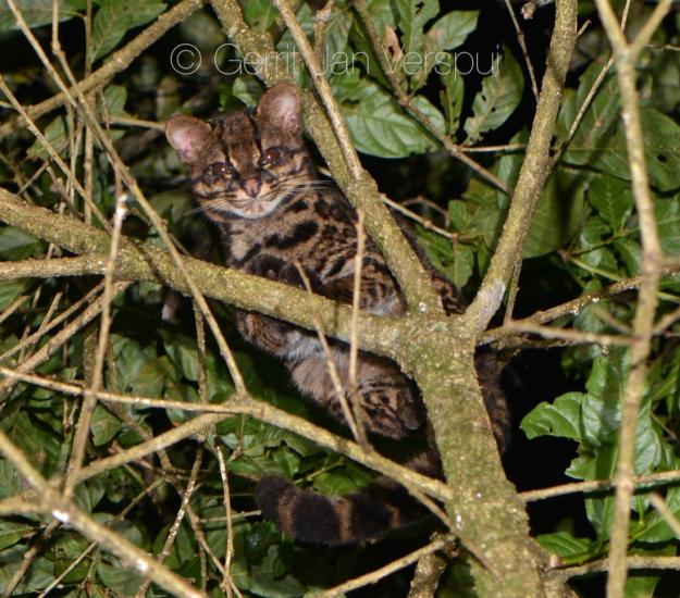 Leopardus tigrinus ssp. oncilla