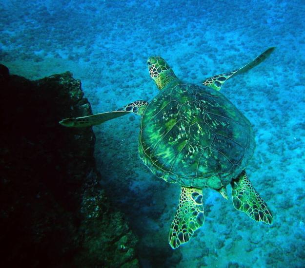 Tortuga Verde (Chelonia mydas)
