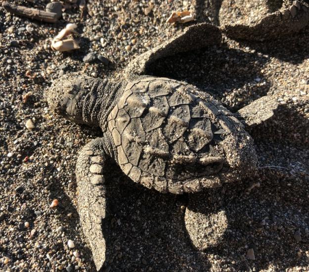 Tortuga Caguama (Caretta caretta)
