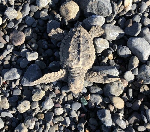 Tortuga Caguama (Caretta caretta)