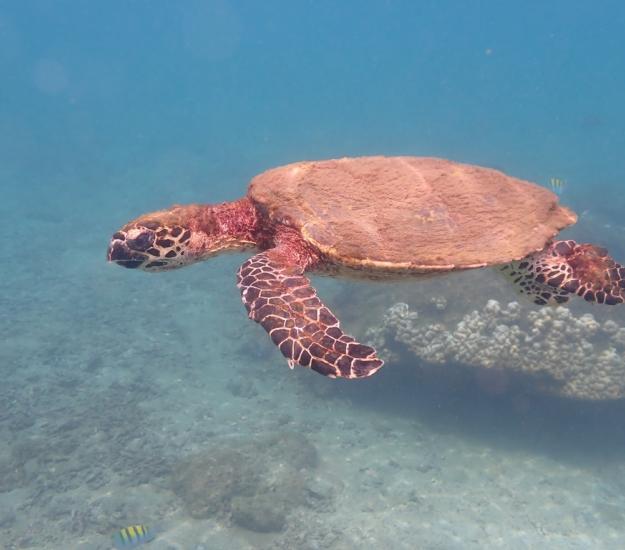 Tortuga Carey (Eretmochelys imbricata)