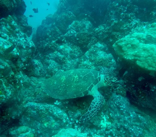 Tortuga Carey (Eretmochelys imbricata)