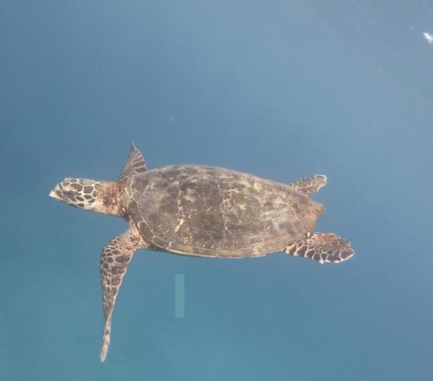 Tortuga Carey (Eretmochelys imbricata)