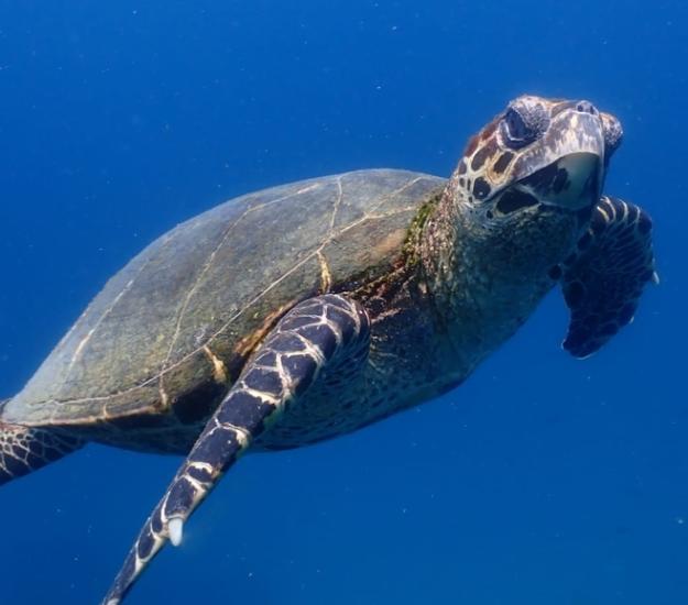 Tortuga Carey (Eretmochelys imbricata)