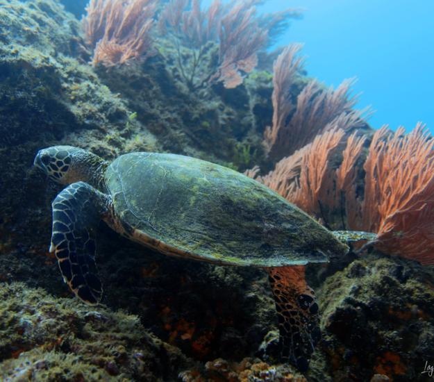 Tortuga Carey (Eretmochelys imbricata)