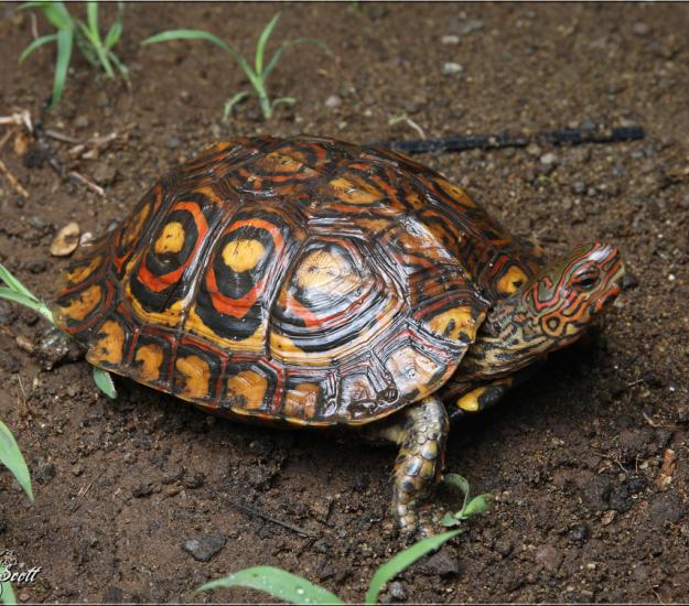Tortuga de Monte Pintada (Rhinoclemmys pulcherrima)