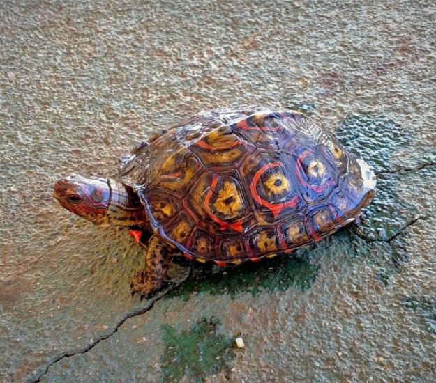 Tortuga de Monte Pintada (Rhinoclemmys pulcherrima)