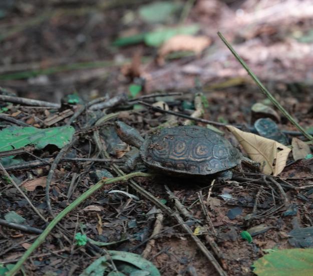 Tortuga de Monte Pintada (Rhinoclemmys pulcherrima)