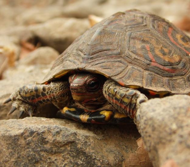 Tortuga de Monte Pintada (Rhinoclemmys pulcherrima)