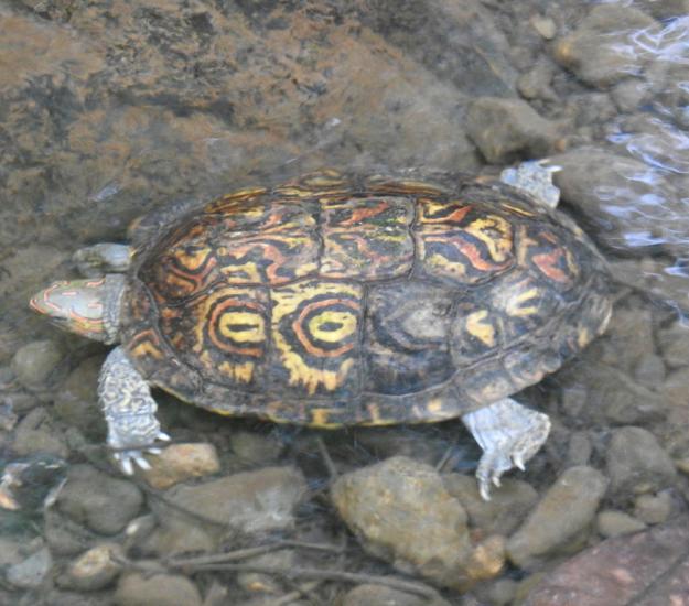 Tortuga de Monte Pintada (Rhinoclemmys pulcherrima)