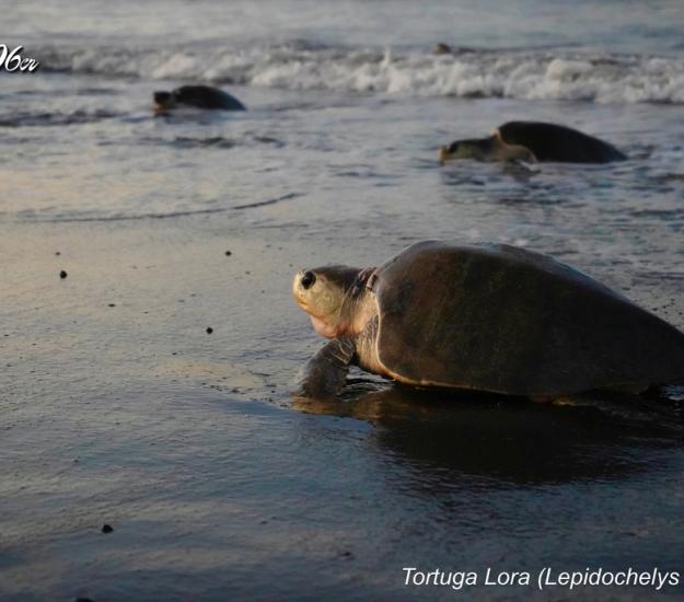 Tortuga Golfina (Lepidochelys olivacea)