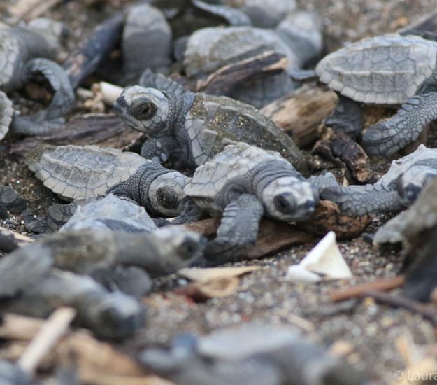 Tortuga Golfina (Lepidochelys olivacea)