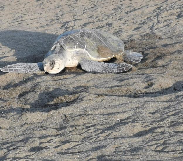Tortuga Golfina (Lepidochelys olivacea)