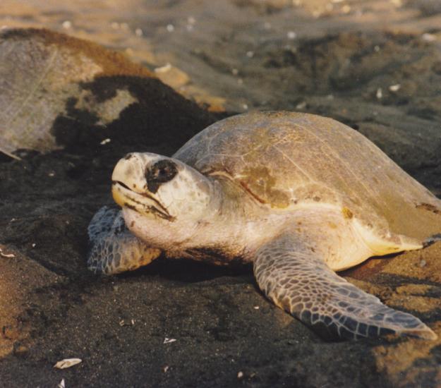 Tortuga Golfina (Lepidochelys olivacea)