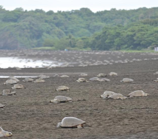 Tortuga Golfina (Lepidochelys olivacea)