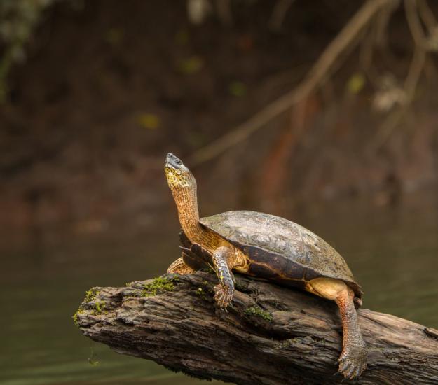 Tortuga Negra (Rhinoclemmys funerea)