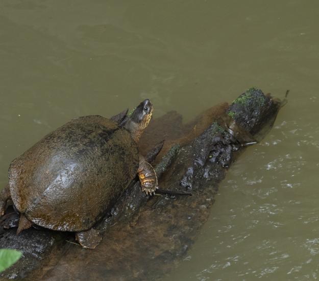 Tortuga Negra (Rhinoclemmys funerea)