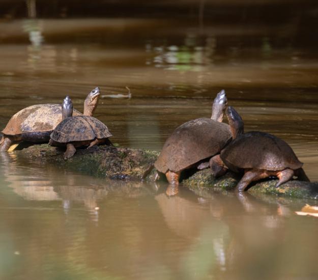 Tortuga Negra (Rhinoclemmys funerea)