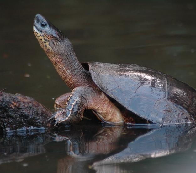 Tortuga Negra (Rhinoclemmys funerea)