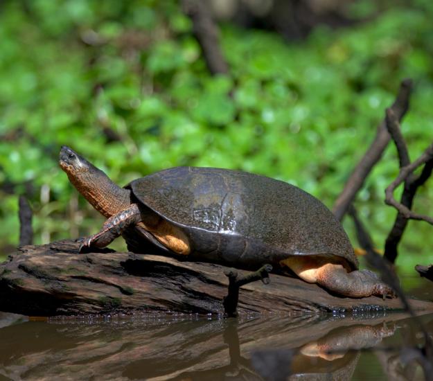 Tortuga Negra (Rhinoclemmys funerea)