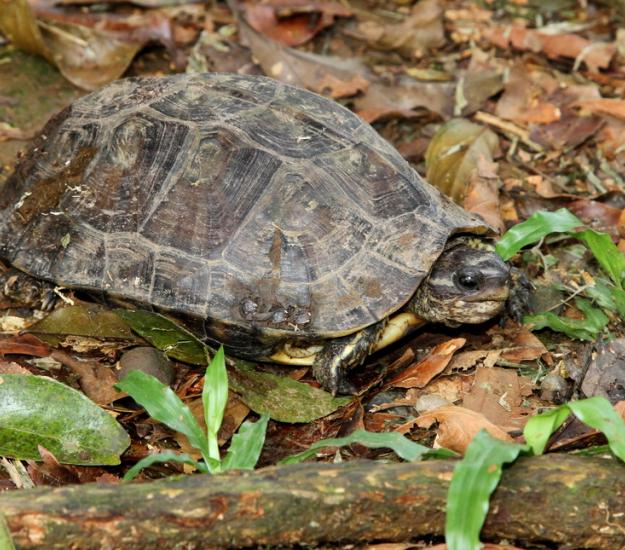 Tortuga Sabanera Parda (Rhinoclemmys annulata)