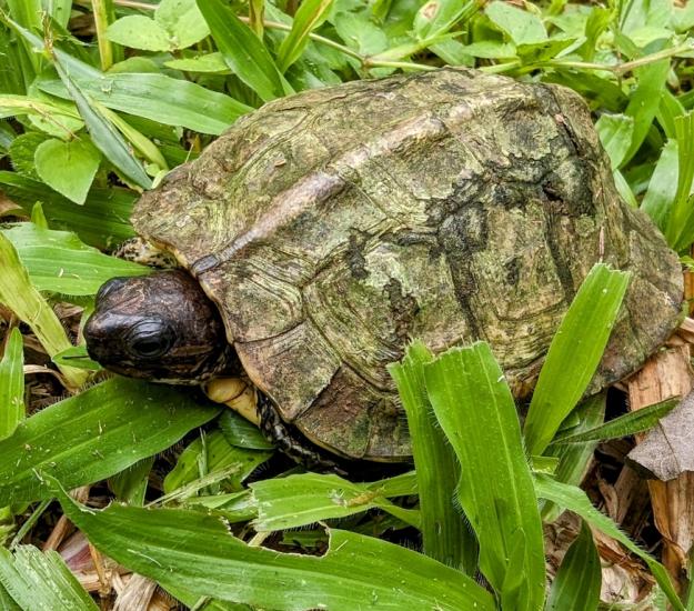 Tortuga Sabanera Parda (Rhinoclemmys annulata)