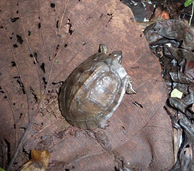 Tortuga Sabanera Parda (Rhinoclemmys annulata)