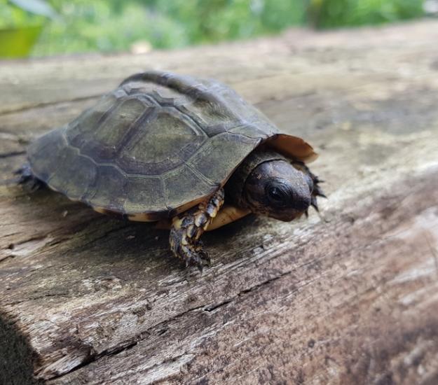 Tortuga Sabanera Parda (Rhinoclemmys annulata)