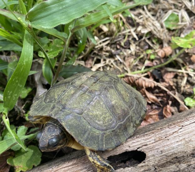 Tortuga Sabanera Parda (Rhinoclemmys annulata)