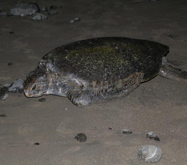 Tortuga Verde (Chelonia mydas)
