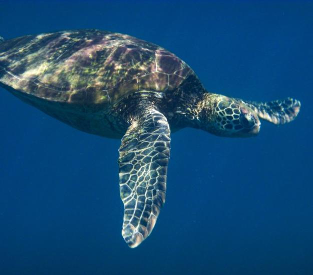 Tortuga Verde (Chelonia mydas)