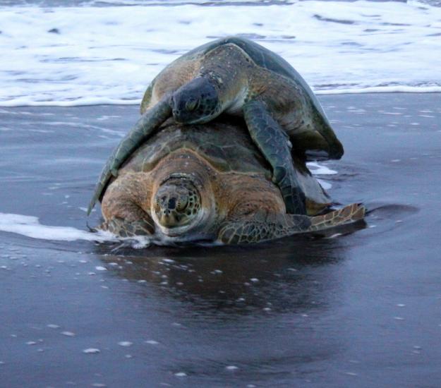 Tortuga Verde (Chelonia mydas)