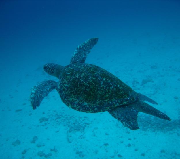 Tortuga Verde (Chelonia mydas)