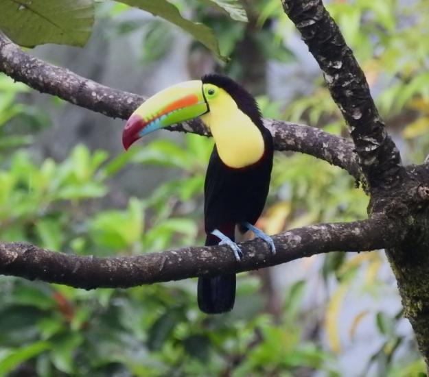 Tucán Pico Canoa (Ramphastos sulfuratus)
