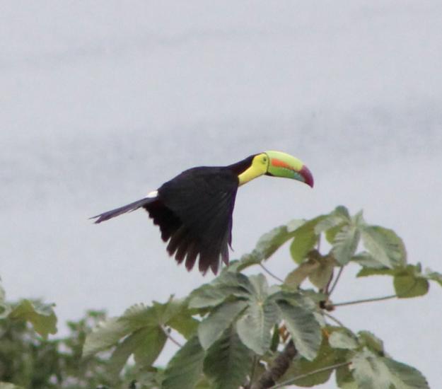 Tucán Pico Canoa (Ramphastos sulfuratus)