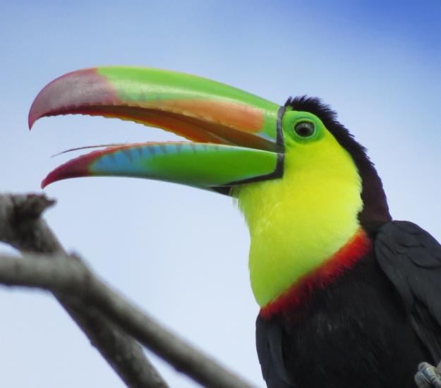 Tucán Pico Canoa (Ramphastos sulfuratus)