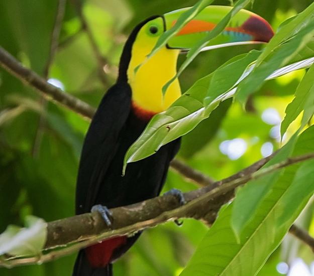 Tucán Pico Canoa (Ramphastos sulfuratus)