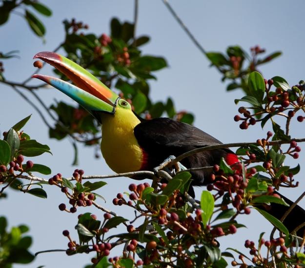 Tucán Pico Canoa (Ramphastos sulfuratus)