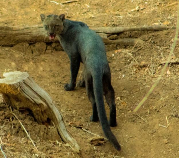 Yaguarundí (Herpailurus yagouaroundi)