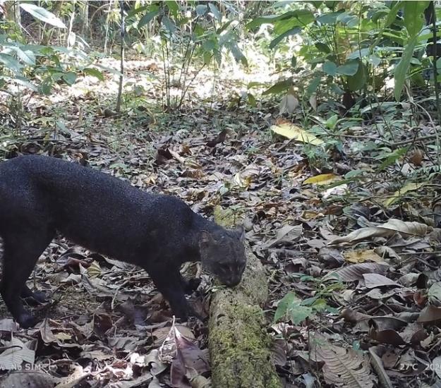 Yaguarundí (Herpailurus yagouaroundi)