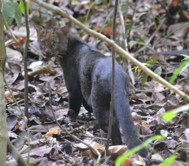 Yaguarundí (Herpailurus yagouaroundi)
