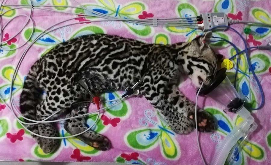 cachorro ocelote deshidratada