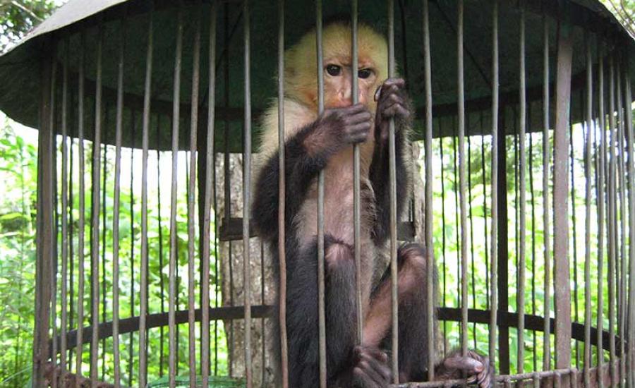 Cebus capucinus en jaulado