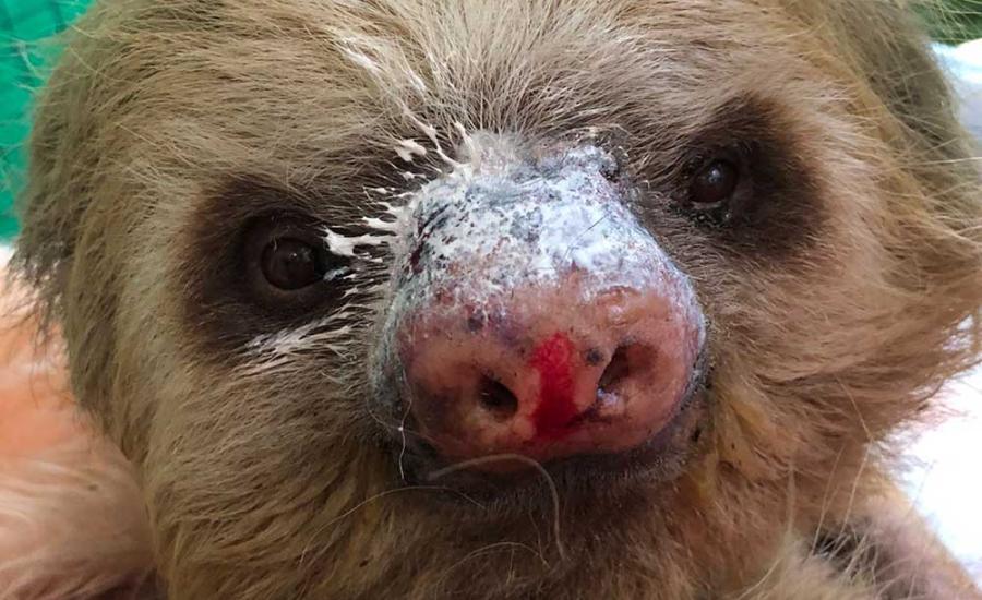 perezoso con quemaduras