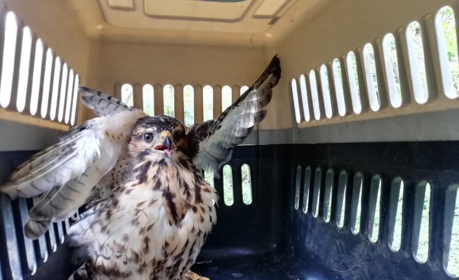 Convulsiones o espasmos