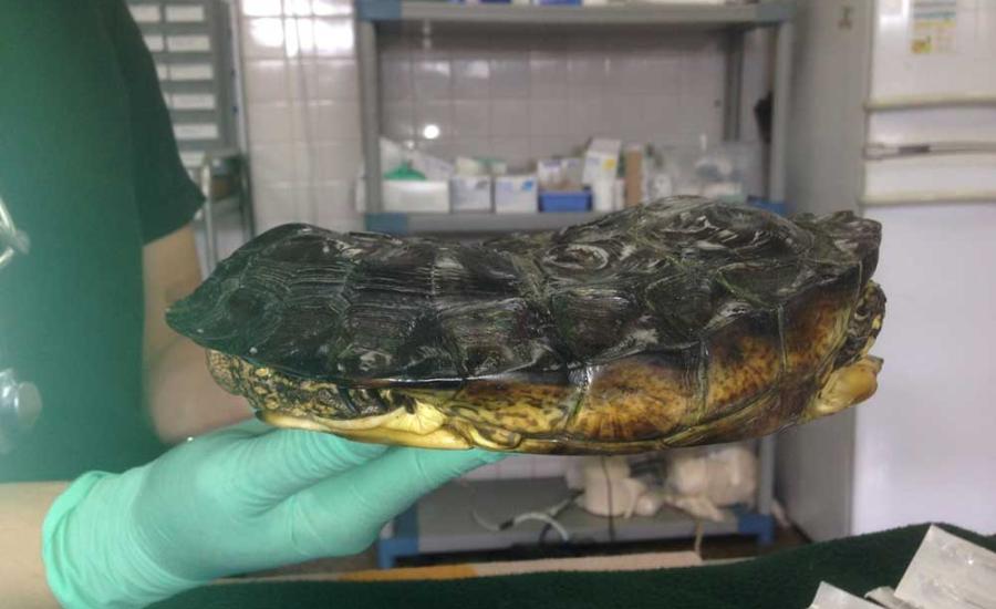 caparazón deforme de tortuga